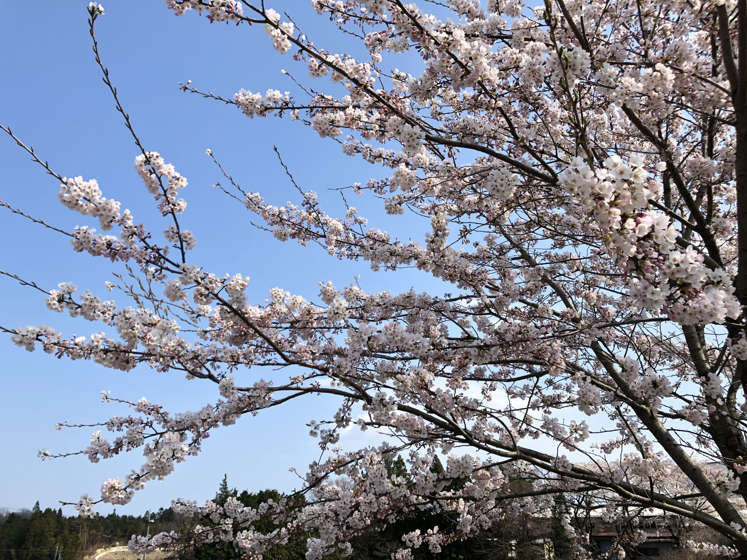 【打ち合わせ】法学部生が農家コンサルタントになろうとする話 – 2