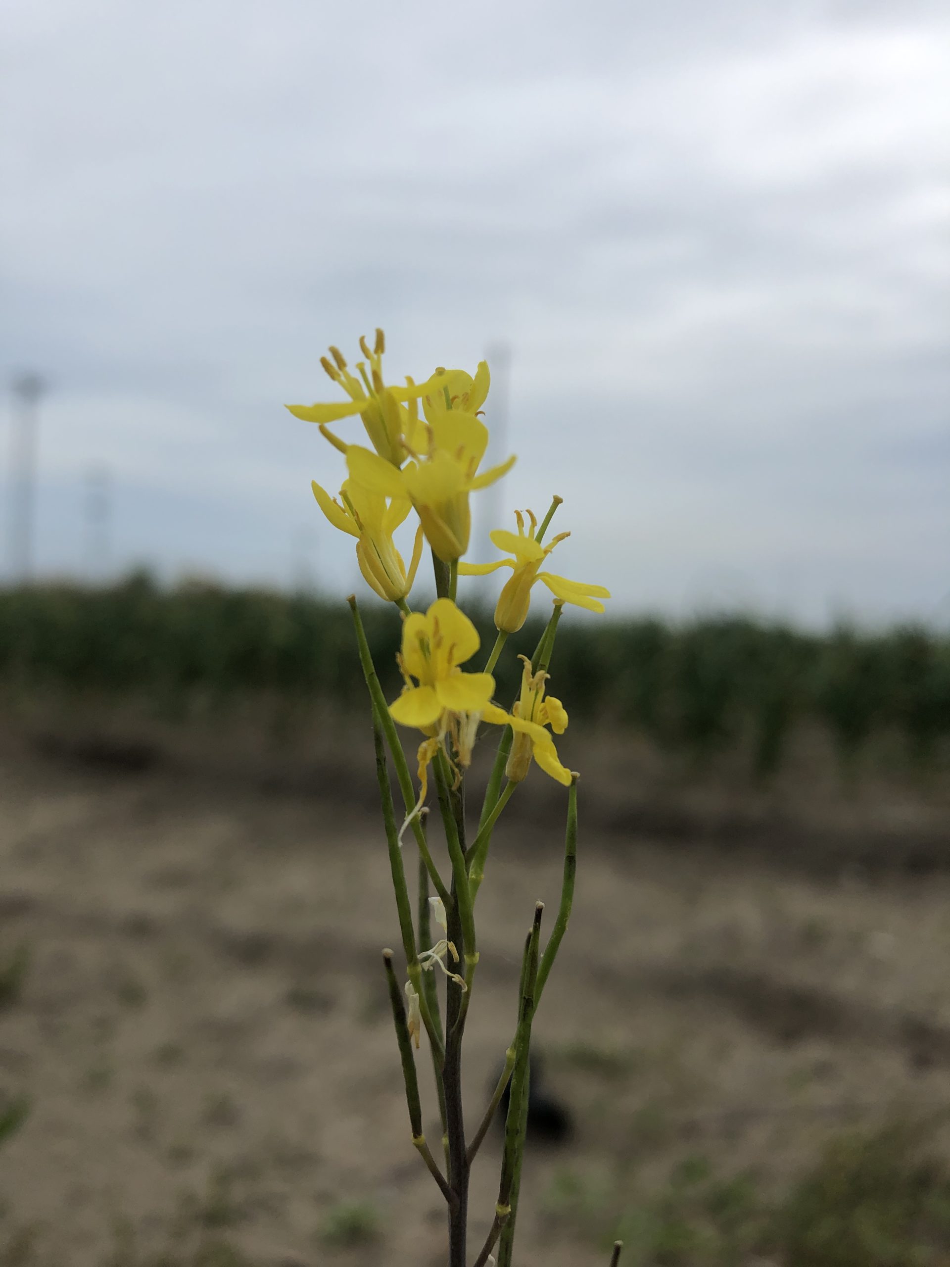 【定植作業、再び】法学部生が農家コンサルタントになろうとする話 – 14