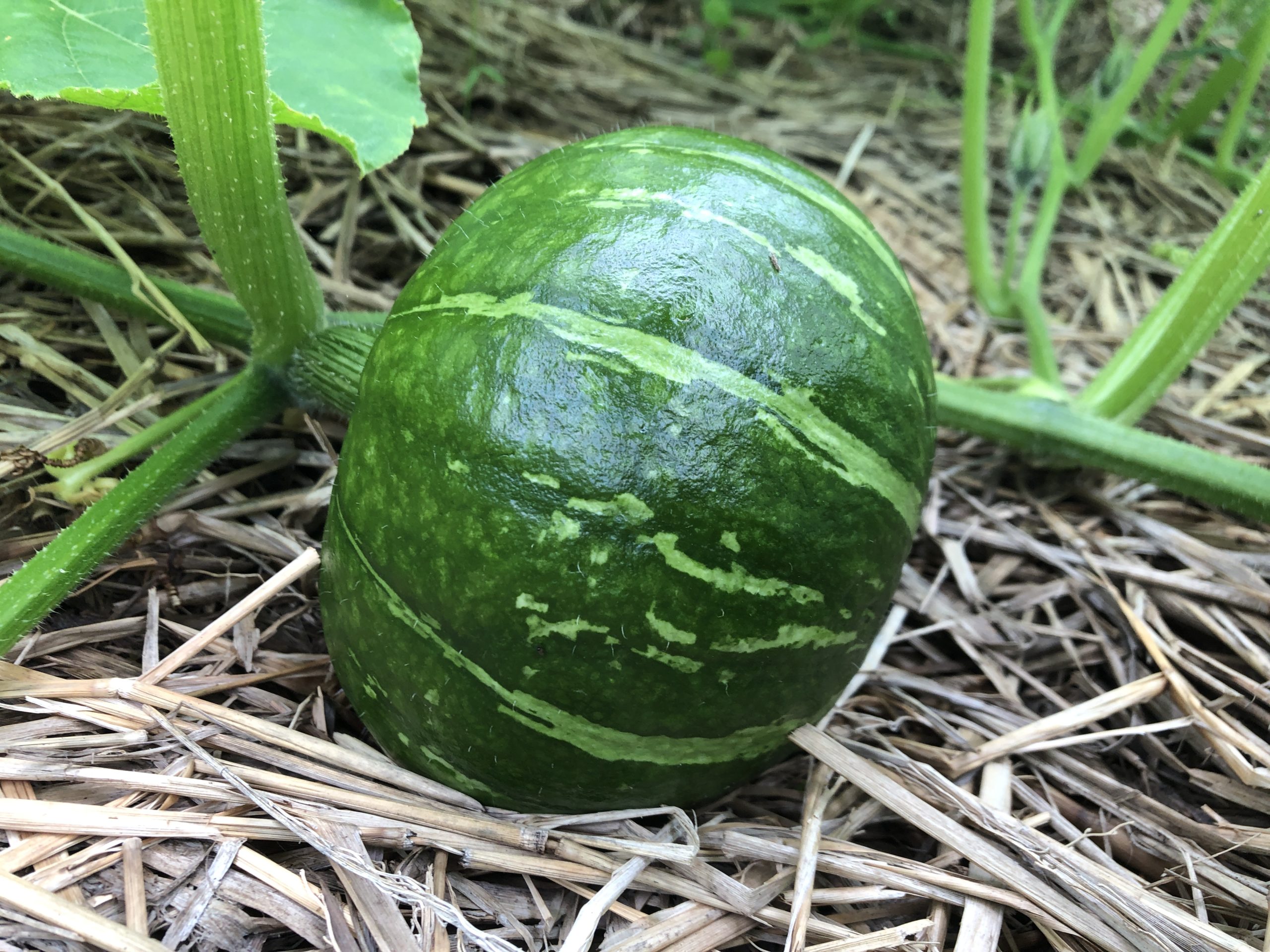 【野菜収穫】法学部生が農家コンサルタントになろうとする話 – 51